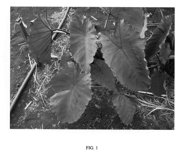 Figure 1 of US plant patent PP20982, the photograph of PINEAPPLE PRINCESS printed in the patent.