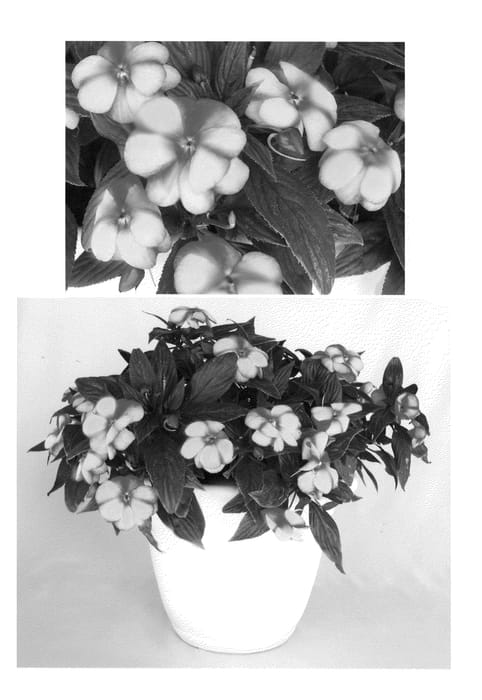 Figure 1 of US plant patent PP20983, the photograph of Kiamuna printed in the patent.