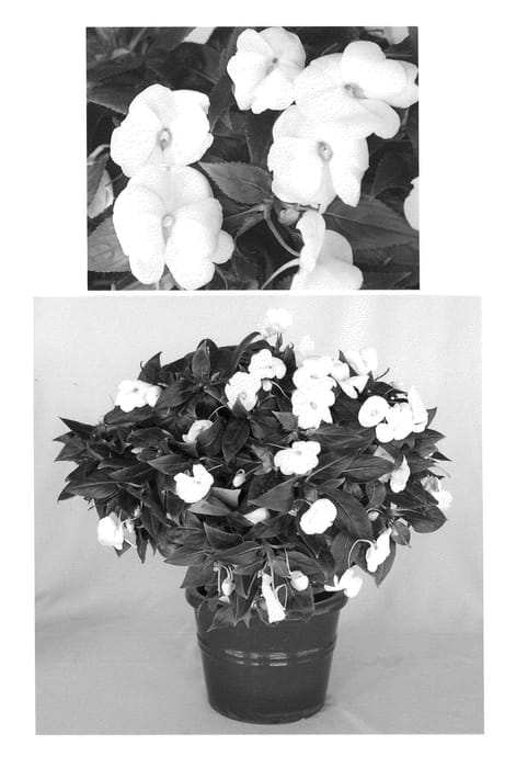 Figure 1 of US plant patent PP20984, the photograph of Visinfwhiimp printed in the patent.