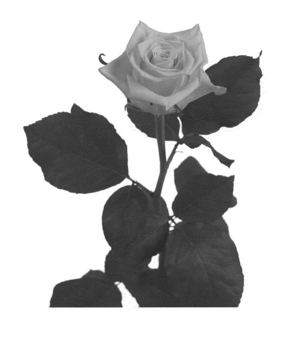 Figure 1 of US plant patent PP20985, the photograph of Emparaimp printed in the patent.