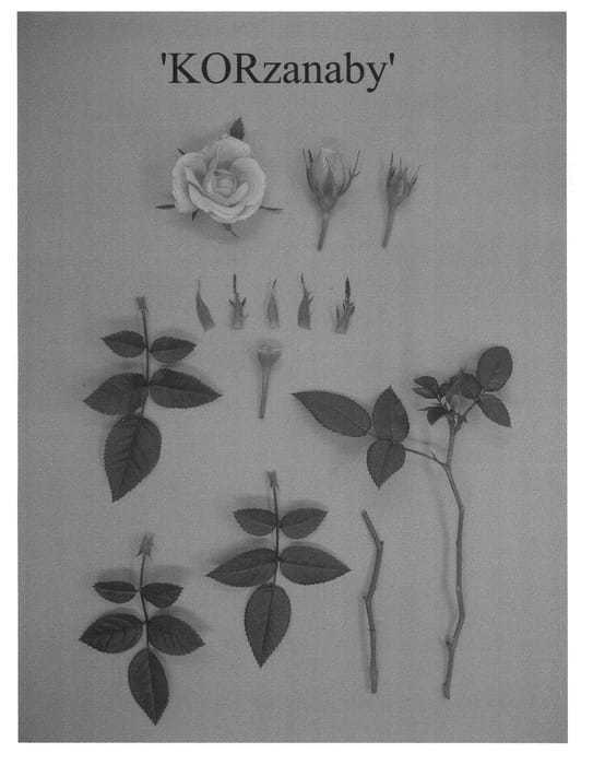 Figure 1 of US plant patent PP20986, the photograph of KORzanaby printed in the patent.
