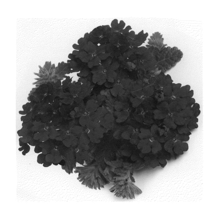Figure 1 of US plant patent PP20987, the photograph of Duemproybu printed in the patent.
