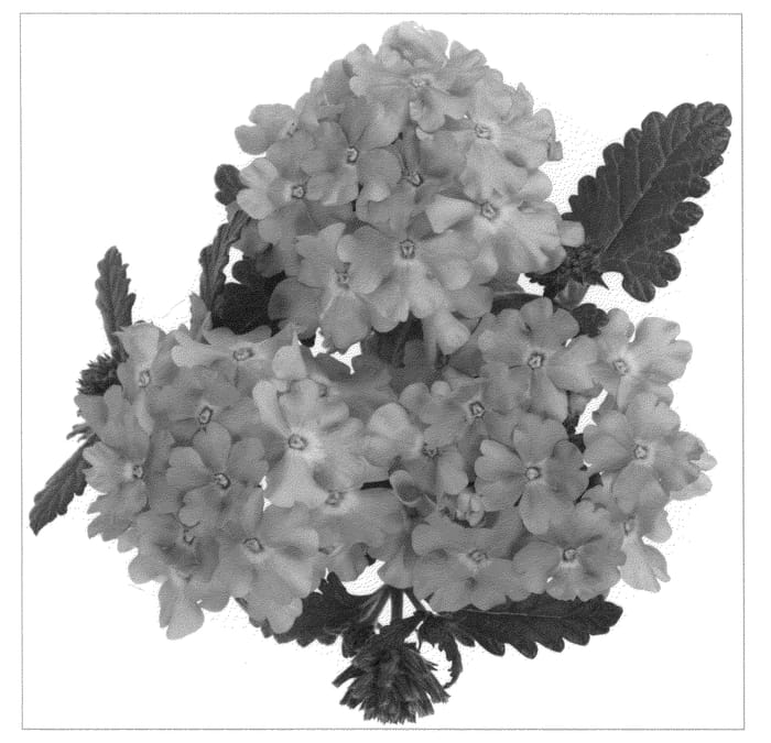 Figure 1 of US plant patent PP20988, the photograph of Duemplav printed in the patent.