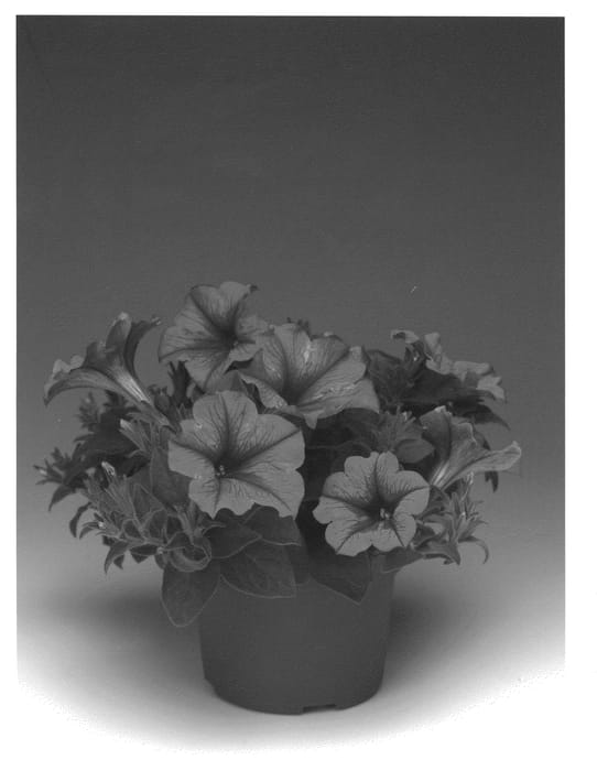 Figure 1 of US plant patent PP20989, the photograph of Pethorove printed in the patent.
