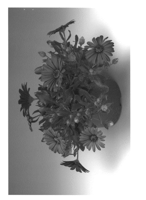 Figure 1 of US plant patent PP20990, the photograph of Osectradepu printed in the patent.
