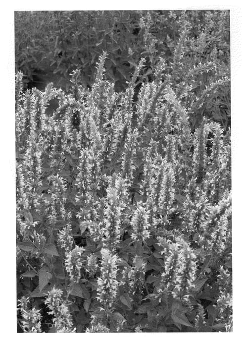 Figure 1 of US plant patent PP20991, the photograph of Cotton Candy printed in the patent.