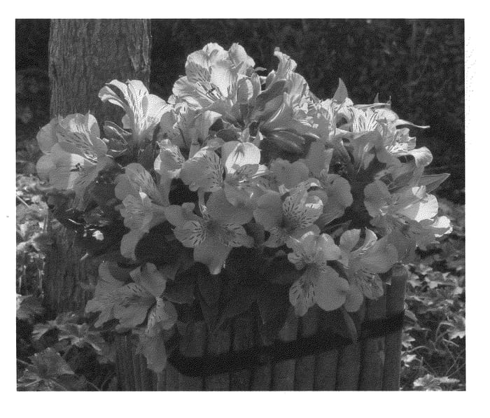 Figure 1 of US plant patent PP20992, the photograph of Zaprimat printed in the patent.