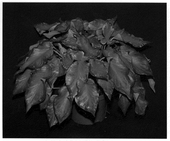 Figure 1 of US plant patent PP20993, the photograph of Rosemary printed in the patent.