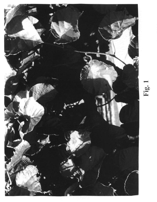 Figure 1 of US plant patent PP20994, the photograph of AU Authur printed in the patent.