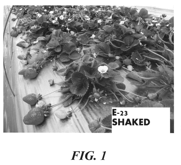Figure 1 of US plant patent PP20995, the photograph of Shaked printed in the patent.