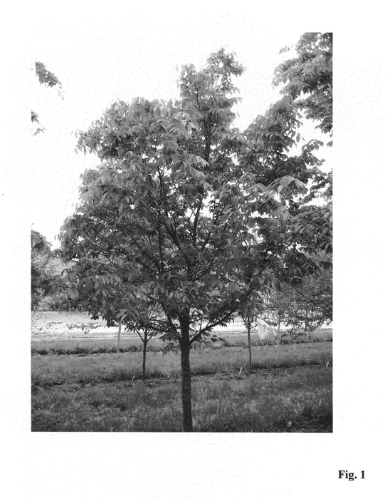 Figure 1 of US plant patent PP20996, the photograph of JFS-KW1 printed in the patent.