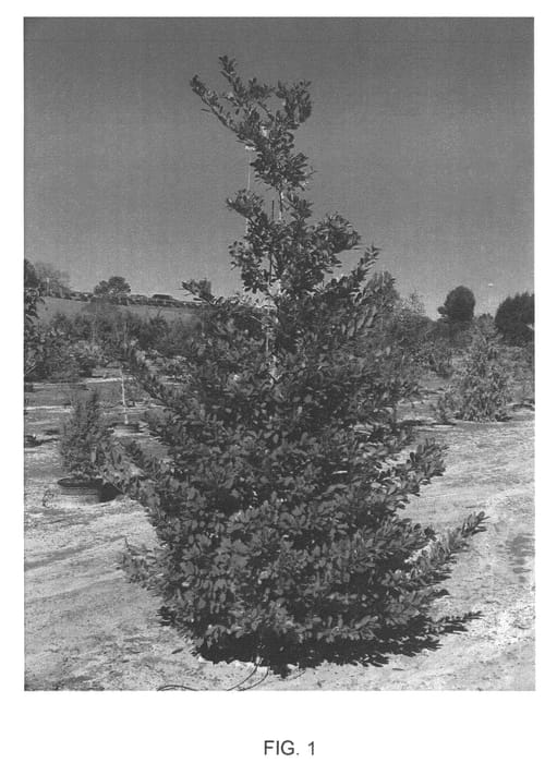 Figure 1 of US plant patent PP20997, the photograph of IABOF printed in the patent.