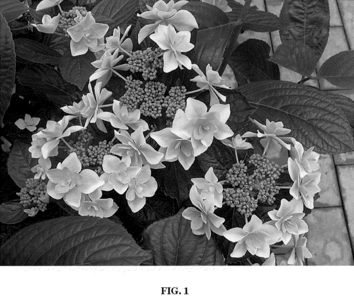 Figure 1 of US plant patent PP20998, the photograph of Kompeito printed in the patent.