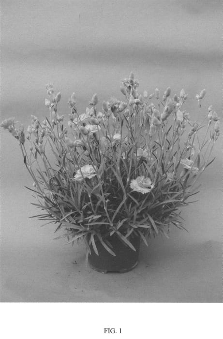 Figure 1 of US plant patent PP20999, the photograph of Stardust printed in the patent.