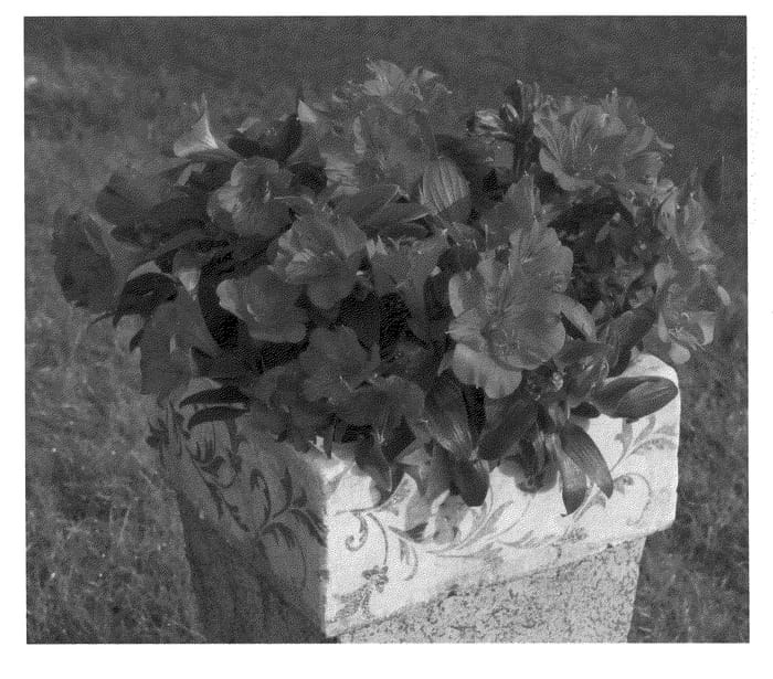 Figure 1 of US plant patent PP21000, the photograph of Zaprimma printed in the patent.