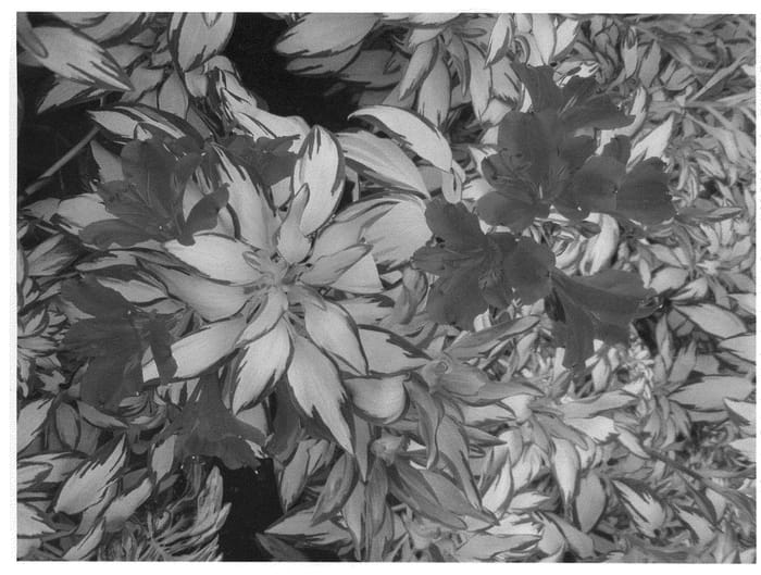 Figure 1 of US plant patent PP21001, the photograph of AlsDun01 printed in the patent.