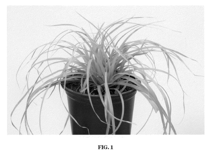 Figure 1 of US plant patent PP21002, the photograph of Everillo printed in the patent.