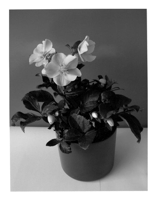 Figure 1 of US plant patent PP21003, the photograph of COSEH 700 printed in the patent.