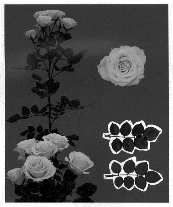 Figure 1 of US plant patent PP21004, the photograph of Esm Durazno printed in the patent.