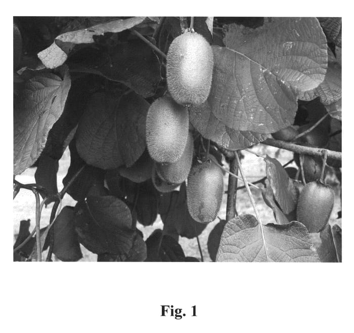 Figure 1 of US plant patent PP21005, the photograph of AU Fitzgerald printed in the patent.
