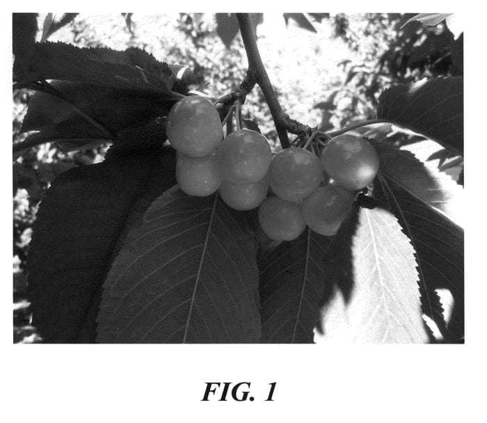 Figure 1 of US plant patent PP21006, the photograph of Tip Top printed in the patent.
