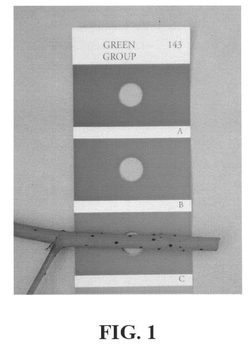 Figure 1 of US plant patent PP21007, the photograph of Marcianna printed in the patent.