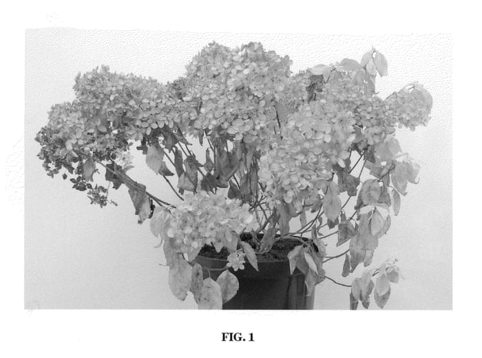 Figure 1 of US plant patent PP21008, the photograph of Bombshell printed in the patent.