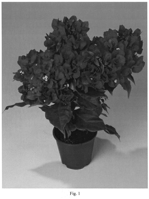 Figure 1 of US plant patent PP21009, the photograph of RIJNBO710 printed in the patent.