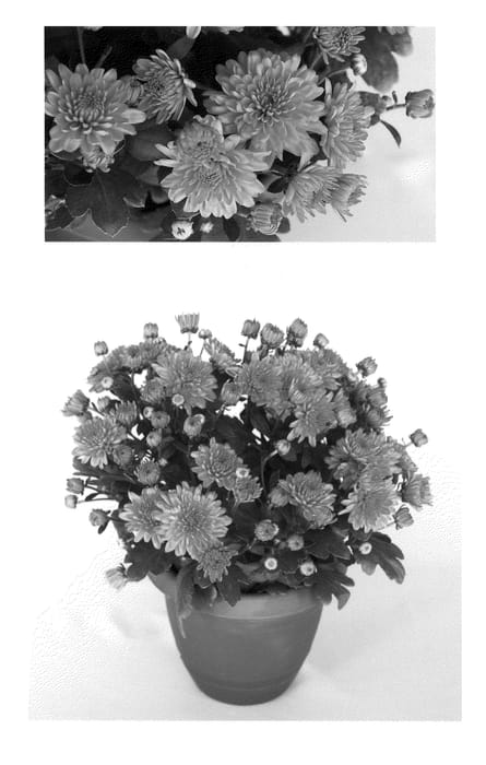 Figure 1 of US plant patent PP21010, the photograph of Fancy Yoursula printed in the patent.
