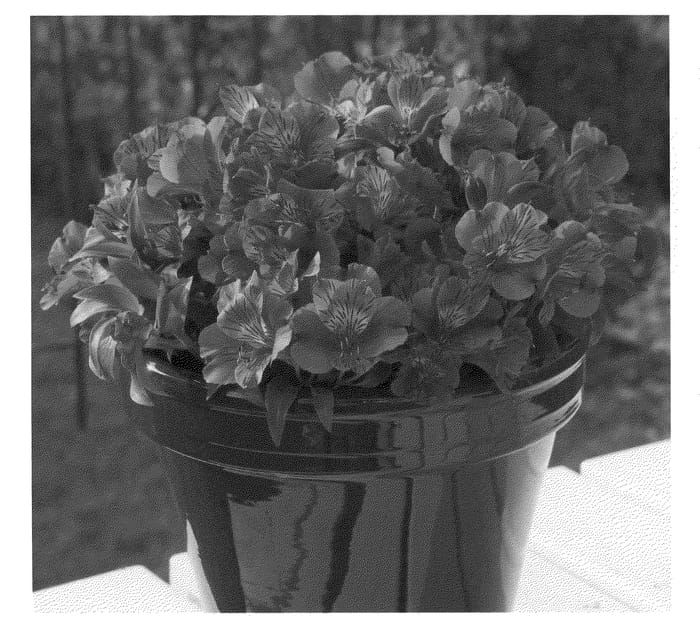 Figure 1 of US plant patent PP21011, the photograph of Zaprilou printed in the patent.