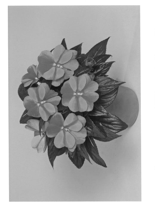 Figure 1 of US plant patent PP21012, the photograph of Fisnics Swepu printed in the patent.