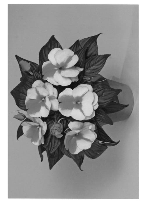 Figure 1 of US plant patent PP21013, the photograph of Fisnics Sweor printed in the patent.