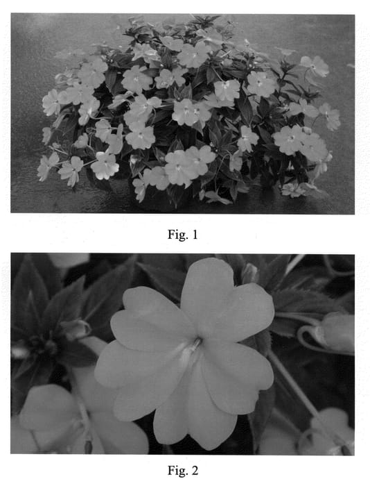 Figure 1 of US plant patent PP21014, the photograph of SAKIMP008 printed in the patent.