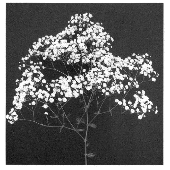 Figure 1 of US plant patent PP21015, the photograph of Esm Cold printed in the patent.