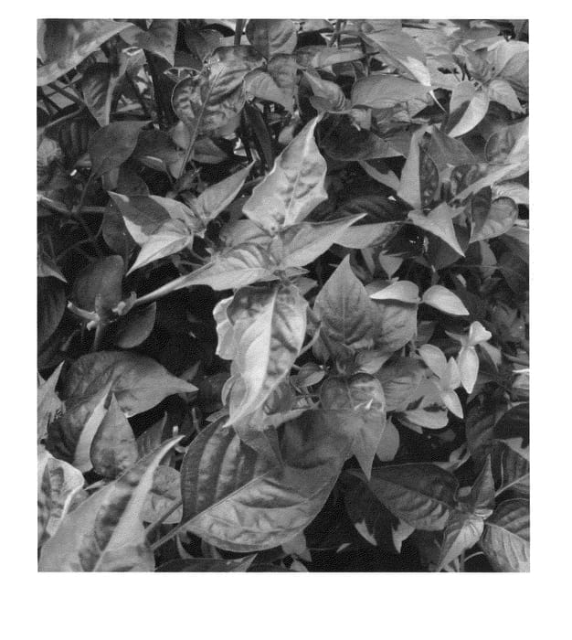 Figure 1 of US plant patent PP21016, the photograph of Raspberry Rum printed in the patent.