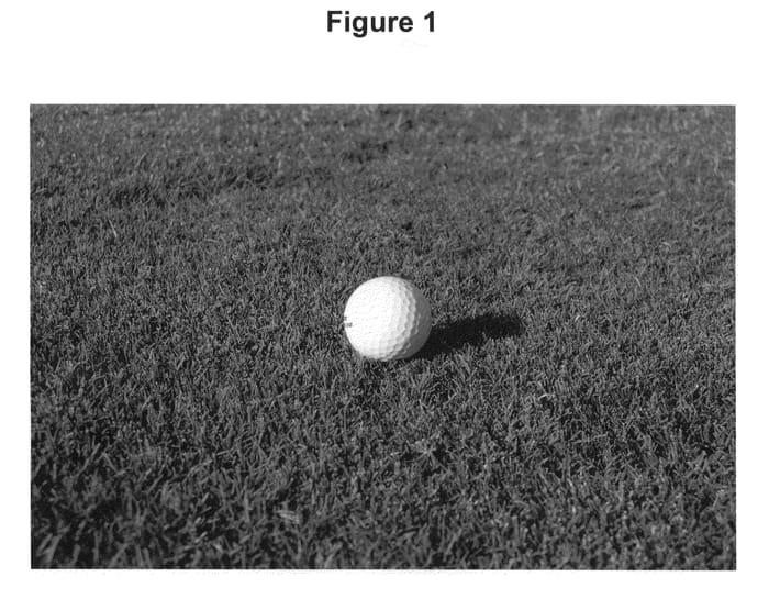 Figure 1 of US plant patent PP21017, the photograph of ST-5 printed in the patent.