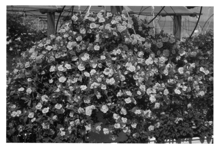Figure 1 of US plant patent PP21018, the photograph of KLECA08182 printed in the patent.