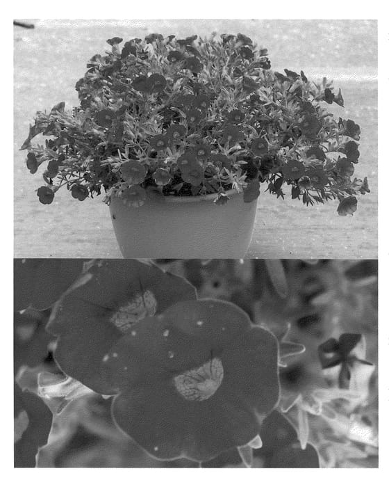 Figure 1 of US plant patent PP21019, the photograph of Sunbelkopawai printed in the patent.