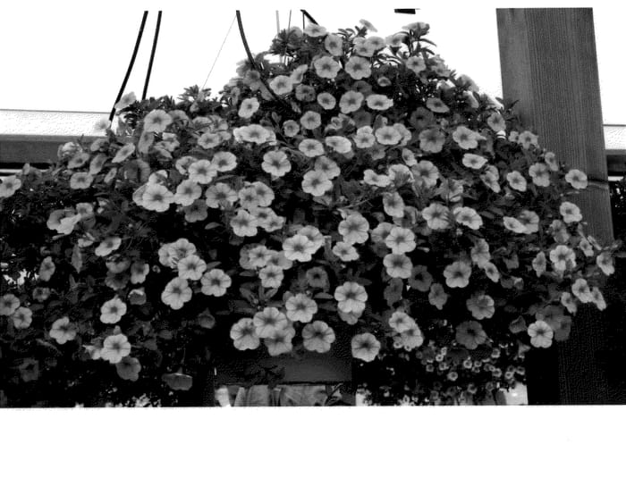 Figure 1 of US plant patent PP21020, the photograph of KLECA08187 printed in the patent.