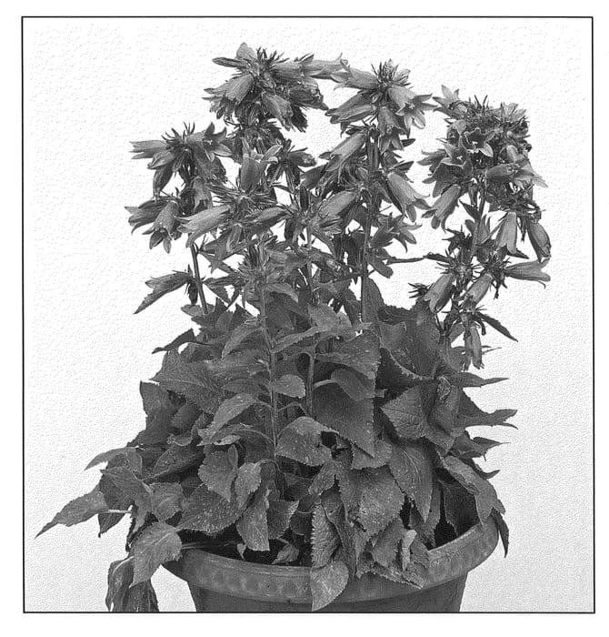 Figure 1 of US plant patent PP21021, the photograph of Viking printed in the patent.