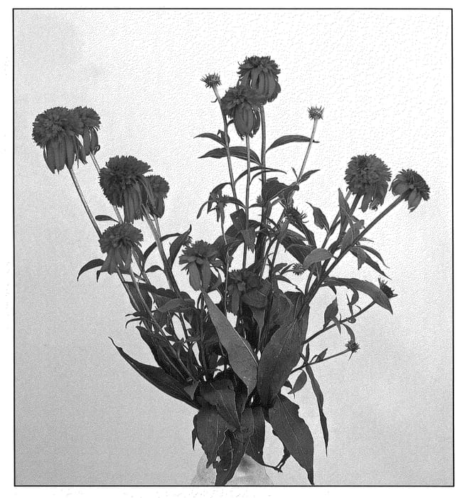 Figure 1 of US plant patent PP21022, the photograph of Hot Papaya printed in the patent.