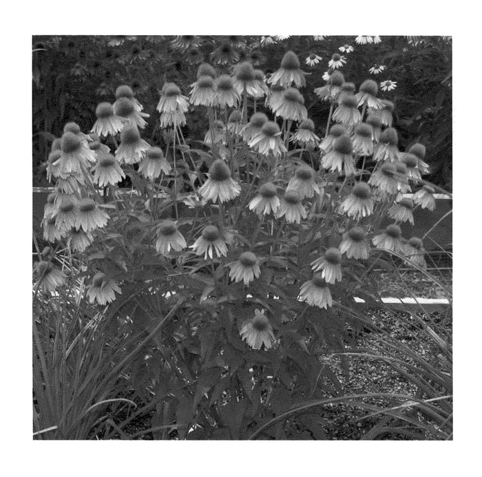 Figure 1 of US plant patent PP21023, the photograph of Adam Saul printed in the patent.