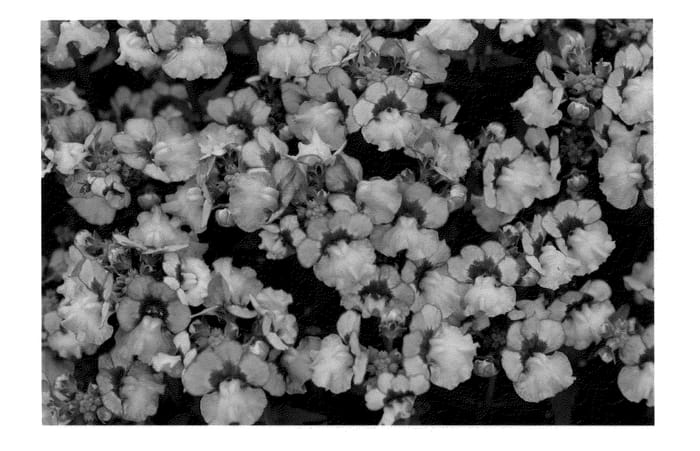 Figure 1 of US plant patent PP21025, the photograph of KLENH08446 printed in the patent.