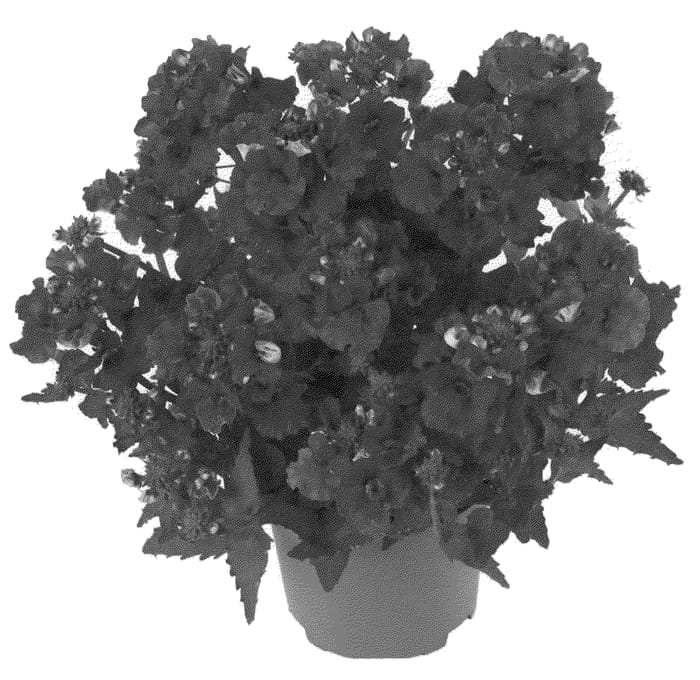 Figure 1 of US plant patent PP21026, the photograph of Kirine-50 printed in the patent.