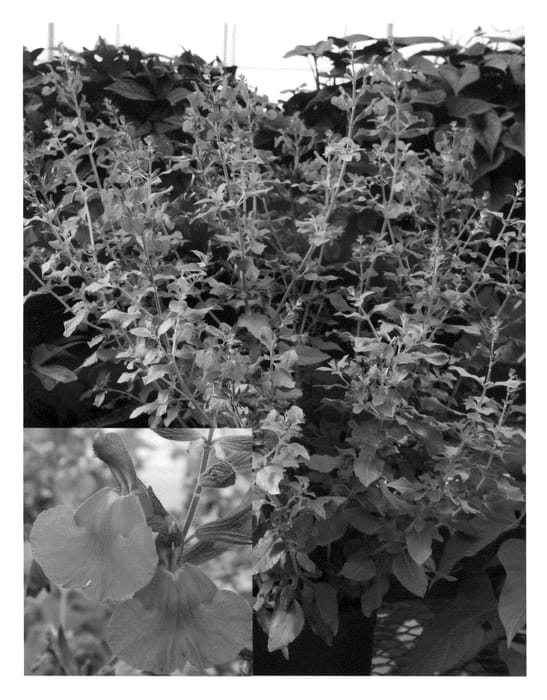 Figure 1 of US plant patent PP21027, the photograph of Mes Pur printed in the patent.