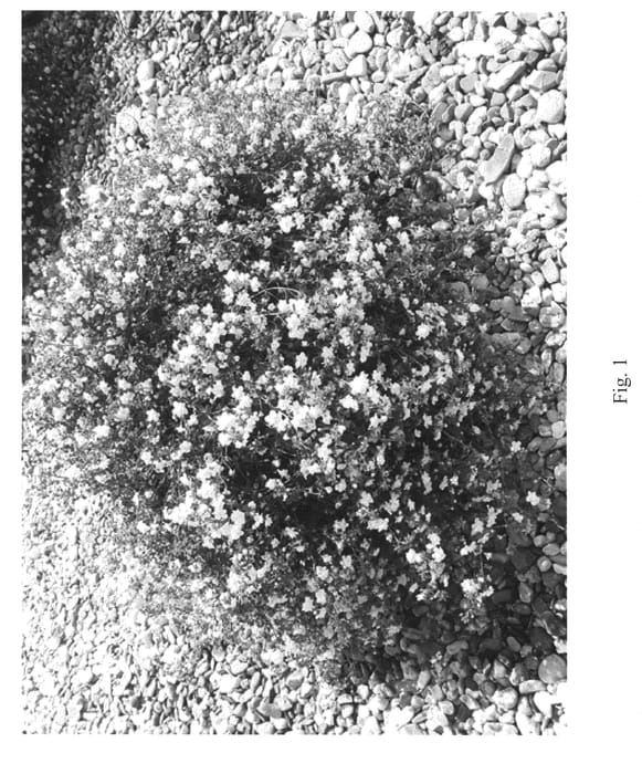 Figure 1 of US plant patent PP21028, the photograph of Sumsut 06 printed in the patent.