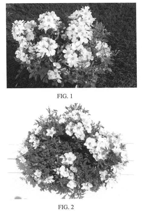 Figure 1 of US plant patent PP21029, the photograph of Meisilimond printed in the patent.