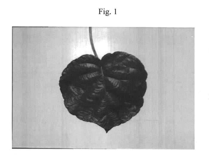 Figure 1 of US plant patent PP21030, the photograph of Tsechelidis printed in the patent.