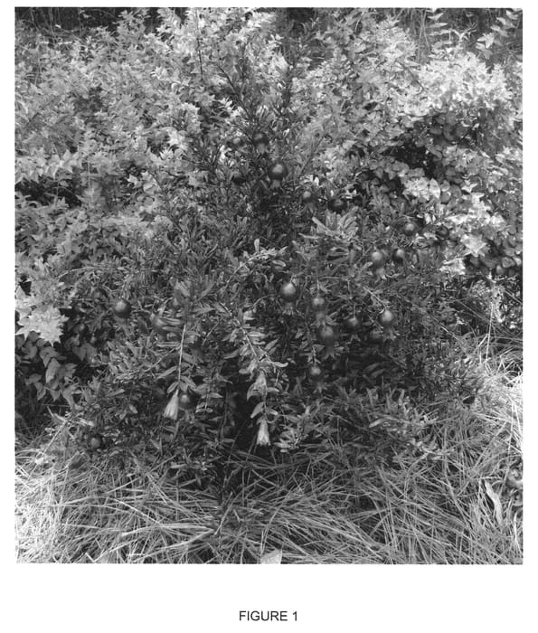 Figure 1 of US plant patent PP21031, the photograph of PIIPG-I printed in the patent.
