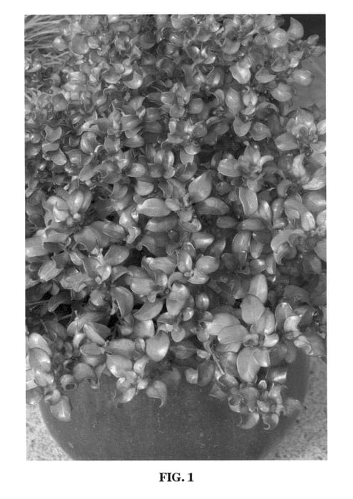 Figure 1 of US plant patent PP21032, the photograph of Pina Colada printed in the patent.